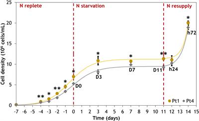 Comparison of two Phaeodactylum tricornutum ecotypes under nitrogen starvation and resupply reveals distinct lipid accumulation strategies but a common degradation process